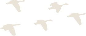 birds